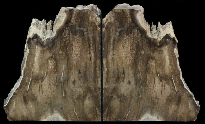 Petrified Wood Bookends - Oregon #45371
